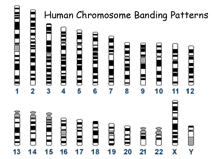 Human Chromosome Banding Patterns 