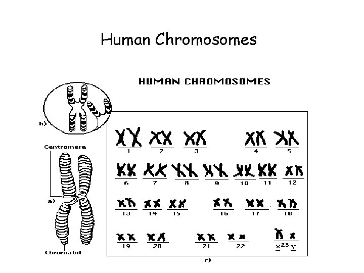 Human Chromosomes 