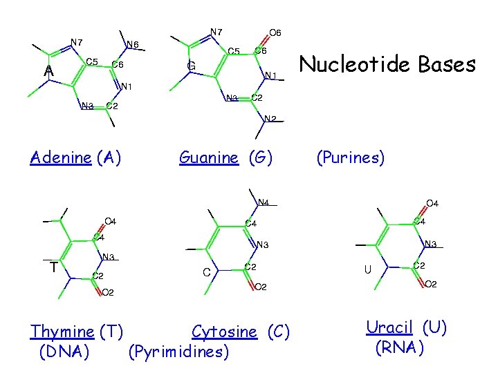 Nucleotide Bases Adenine (A) Guanine (G) Thymine (T) Cytosine (C) (DNA) (Pyrimidines) (Purines) Uracil