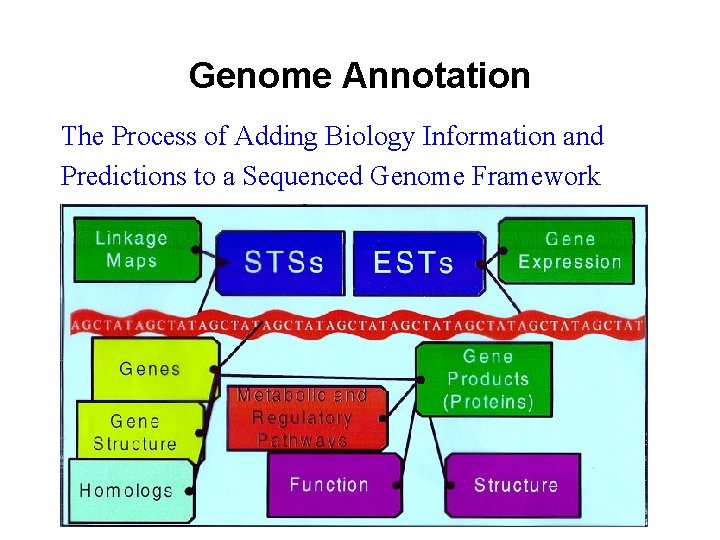 Genome Annotation The Process of Adding Biology Information and Predictions to a Sequenced Genome