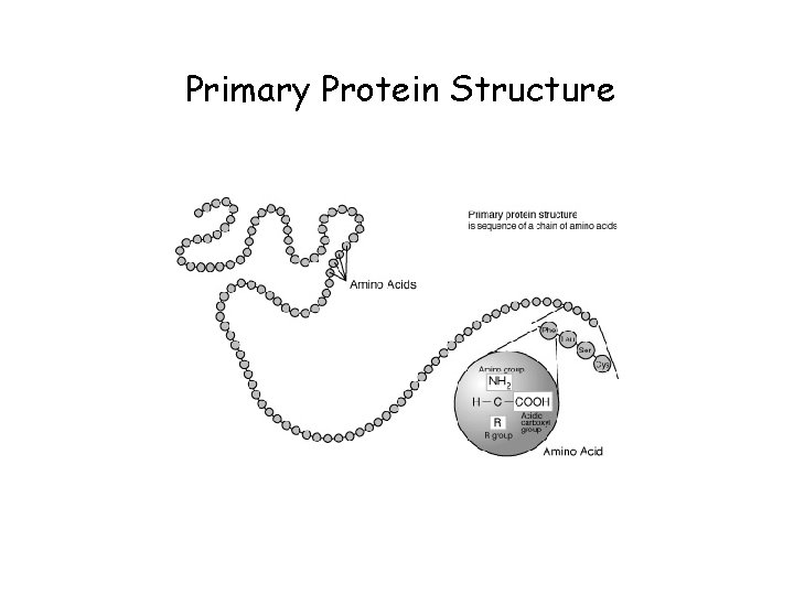 Primary Protein Structure 