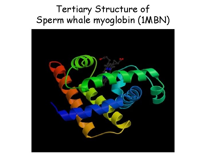 Tertiary Structure of Sperm whale myoglobin (1 MBN) 