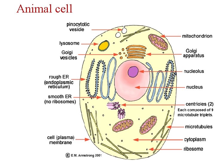 Animal cell 