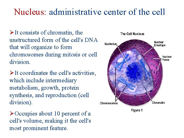 Nucleus: administrative center of the cell ØIt consists of chromatin, the unstructured form of