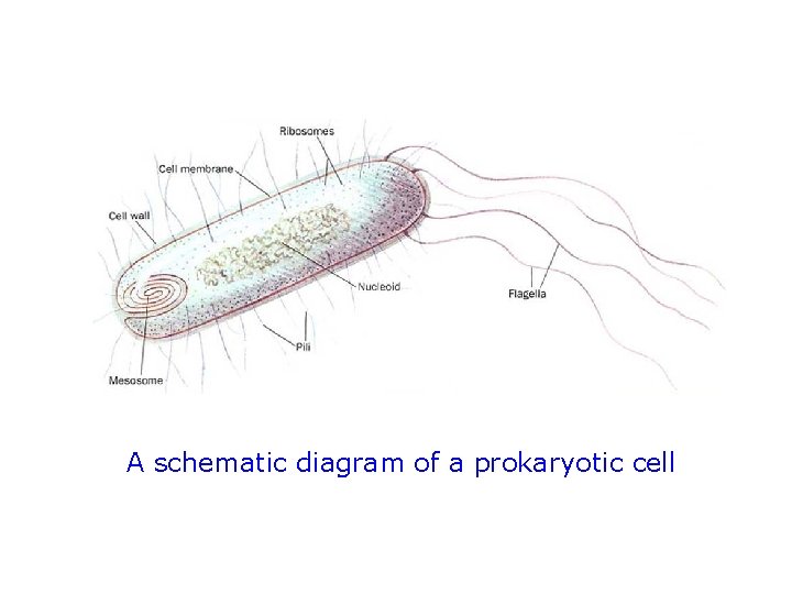 A schematic diagram of a prokaryotic cell 