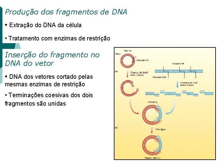 Produção dos fragmentos de DNA • Extração do DNA da célula • Tratamento com