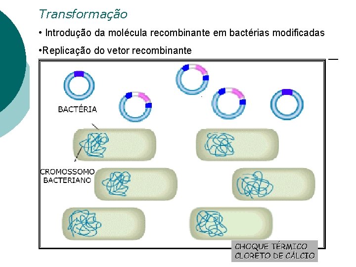 Transformação • Introdução da molécula recombinante em bactérias modificadas • Replicação do vetor recombinante