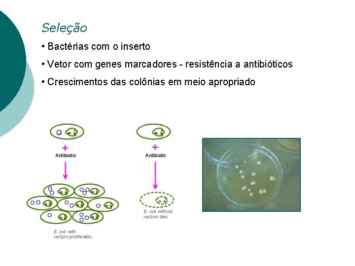 Seleção • Bactérias com o inserto • Vetor com genes marcadores - resistência a