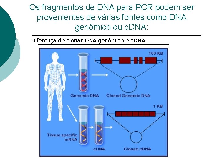 Os fragmentos de DNA para PCR podem ser provenientes de várias fontes como DNA