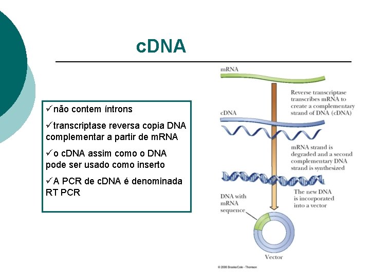 c. DNA ünão contem íntrons ütranscriptase reversa copia DNA complementar a partir de m.