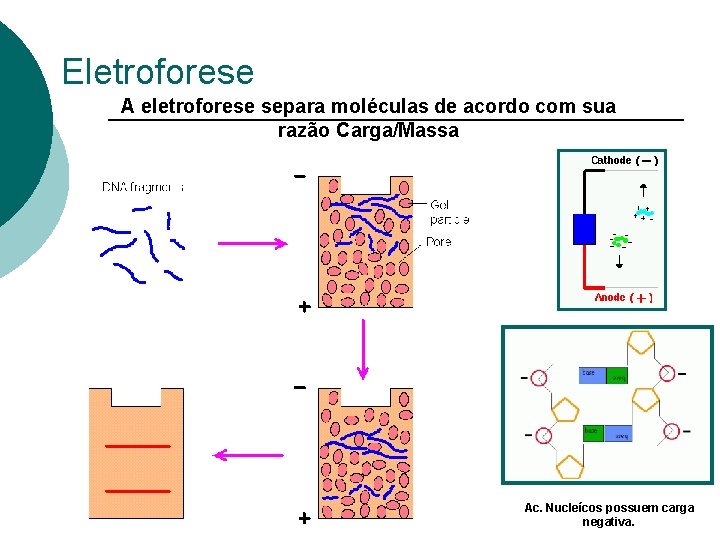 Eletroforese A eletroforese separa moléculas de acordo com sua razão Carga/Massa Ac. Nucleícos possuem