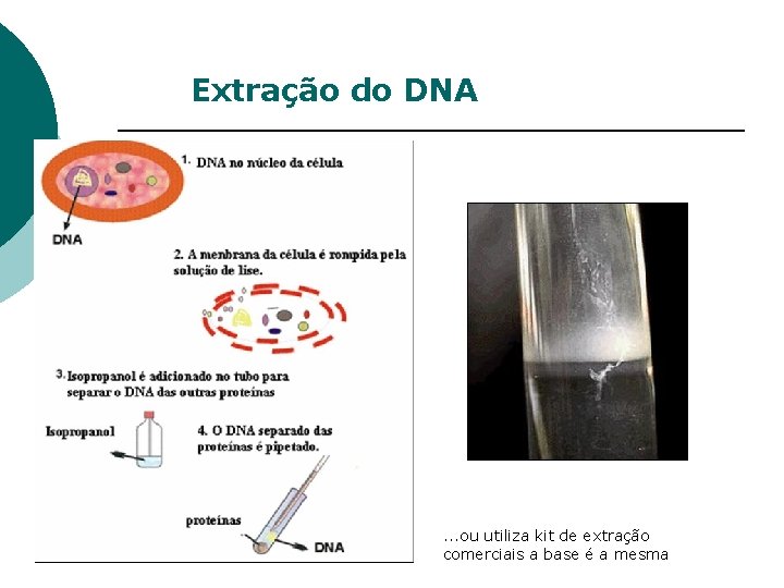 Extração do DNA . . . ou utiliza kit de extração comerciais a base