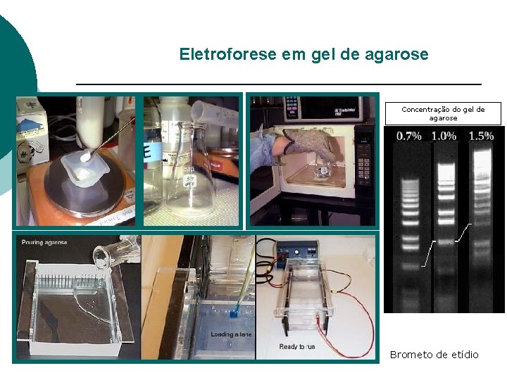 Eletroforese em gel de agarose Concentração do gel de agarose Brometo de etídio 