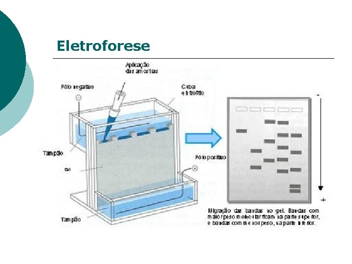 Eletroforese 