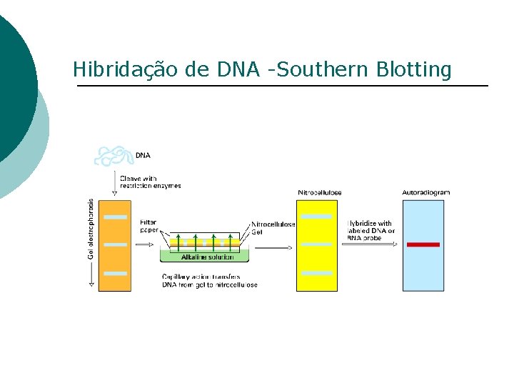 Hibridação de DNA -Southern Blotting 