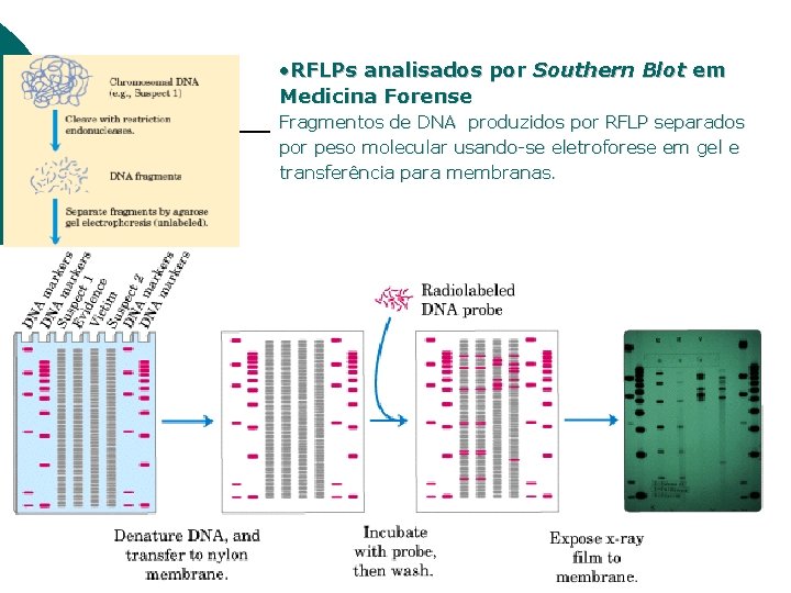  • RFLPs analisados por Southern Blot em Medicina Forense Fragmentos de DNA produzidos