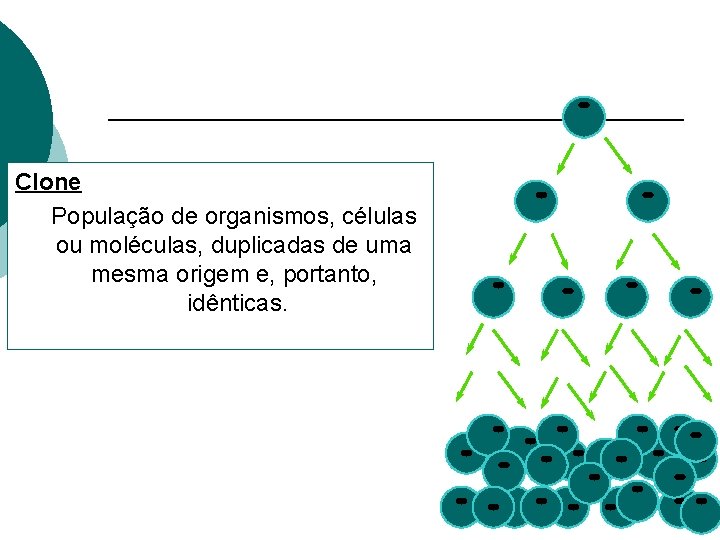 Clone População de organismos, células ou moléculas, duplicadas de uma mesma origem e, portanto,