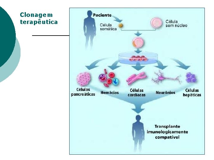 Clonagem terapêutica 