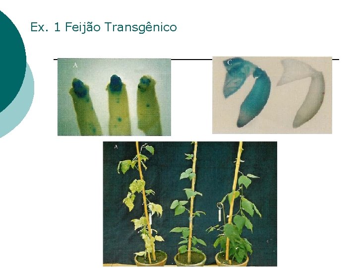Ex. 1 Feijão Transgênico 