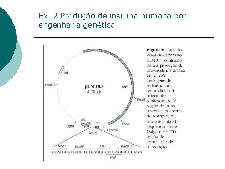 Ex. 2 Produção de insulina humana por engenharia genética 