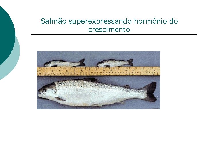 Salmão superexpressando hormônio do crescimento 