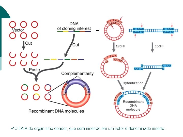 üO DNA do organismo doador, que será inserido em um vetor é denominado inserto.