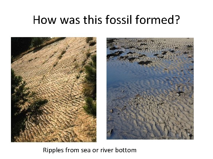 How was this fossil formed? Ripples from sea or river bottom 