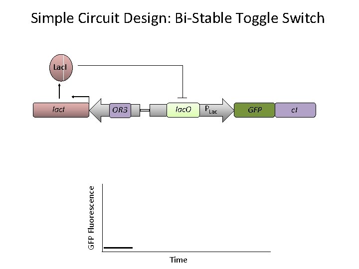 Simple Circuit Design: Bi-Stable Toggle Switch Lac. I lac. O GFP Fluorescence POR 3