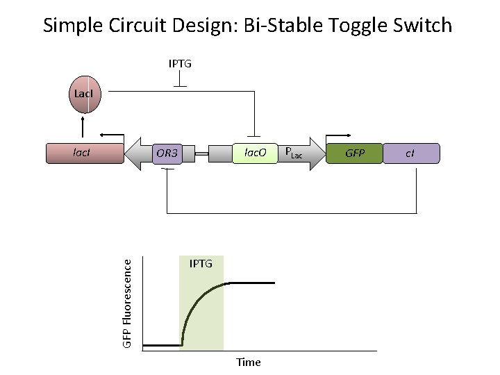 Simple Circuit Design: Bi-Stable Toggle Switch IPTG Lac. I lac. O GFP Fluorescence POR