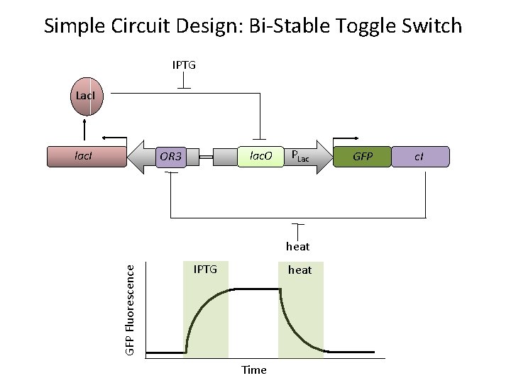 Simple Circuit Design: Bi-Stable Toggle Switch IPTG Lac. I lac. O POR 3 PLac