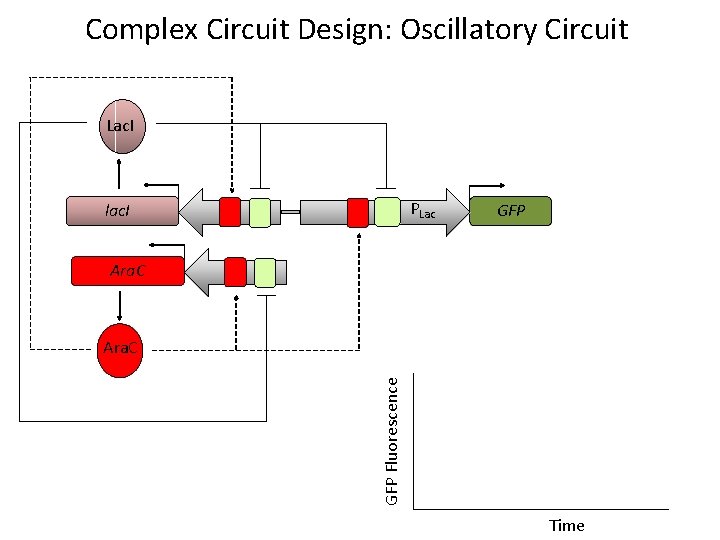 Complex Circuit Design: Oscillatory Circuit Lac. I lac. I P Ara. C P PLac