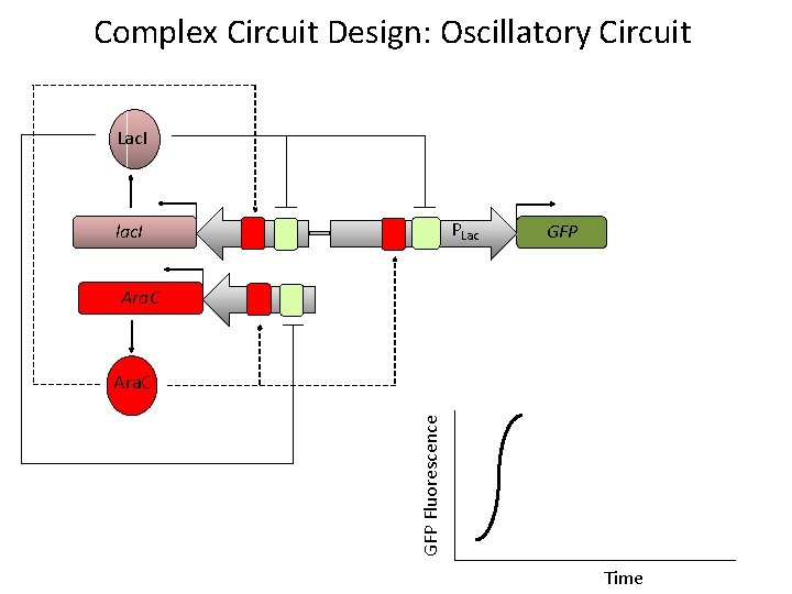 Complex Circuit Design: Oscillatory Circuit Lac. I lac. I P Ara. C P PLac