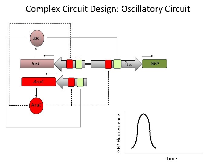 Complex Circuit Design: Oscillatory Circuit Lac. I lac. I P Ara. C P PLac
