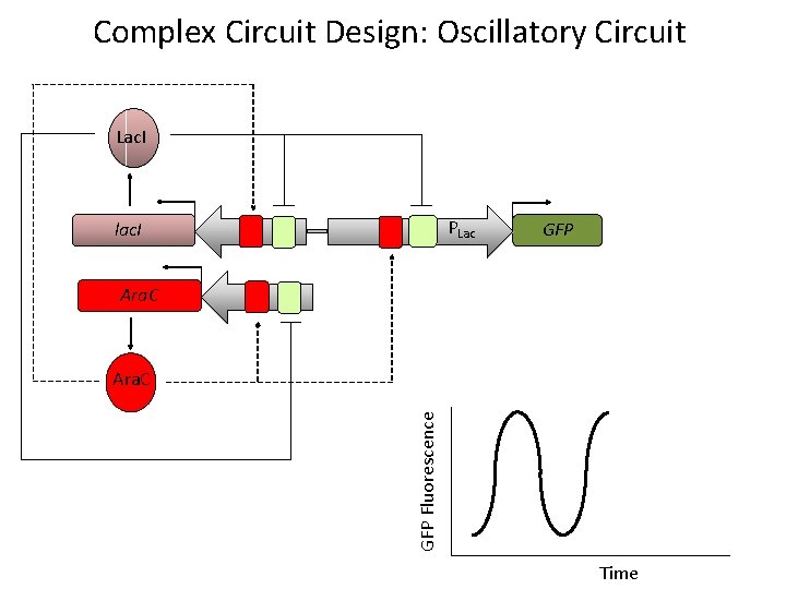 Complex Circuit Design: Oscillatory Circuit Lac. I lac. I P Ara. C P PLac