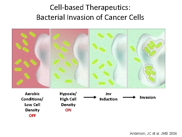Cell-based Therapeutics: Bacterial Invasion of Cancer Cells Aerobic Conditions/ Low Cell Density OFF Hypoxia/