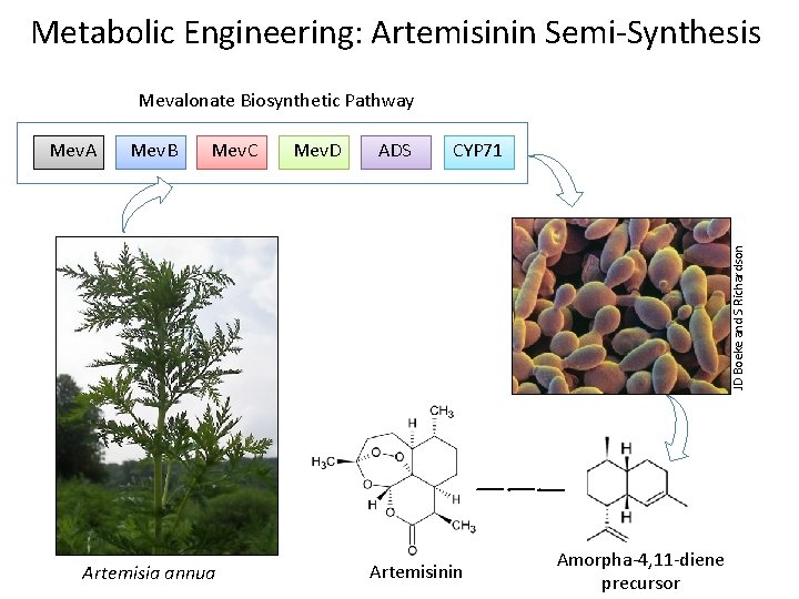 Metabolic Engineering: Artemisinin Semi-Synthesis Mevalonate Biosynthetic Pathway Mev. B Mev. C Mev. D ADS