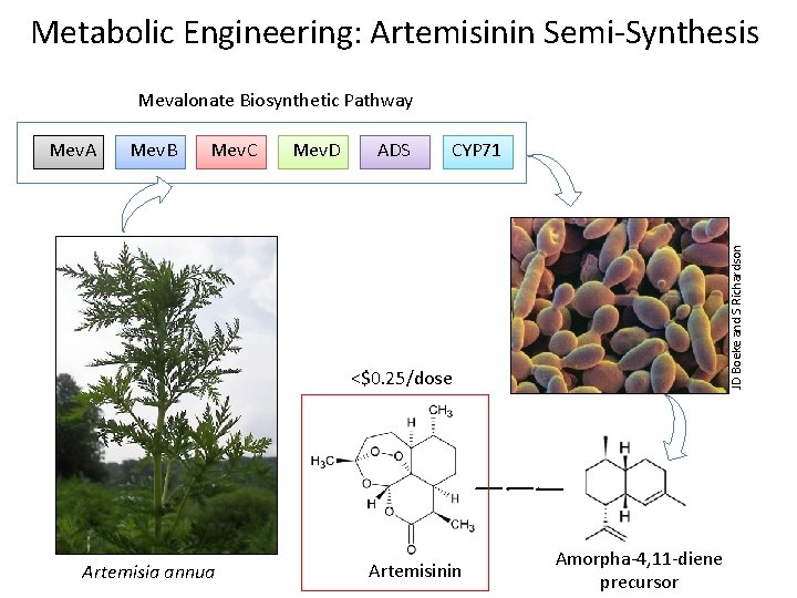 Metabolic Engineering: Artemisinin Semi-Synthesis Mevalonate Biosynthetic Pathway Mev. B Mev. C Mev. D ADS