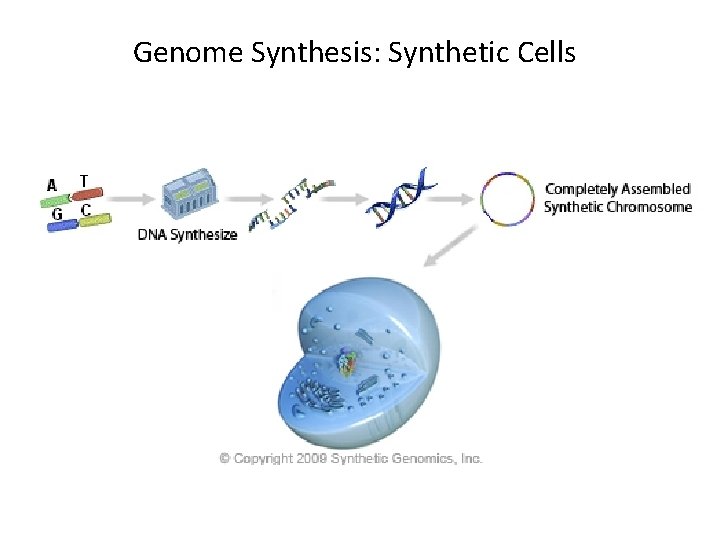 Genome Synthesis: Synthetic Cells 