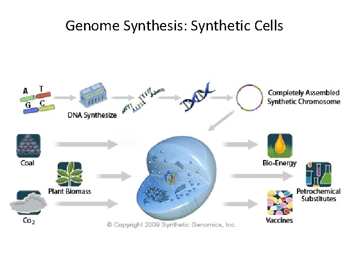 Genome Synthesis: Synthetic Cells 