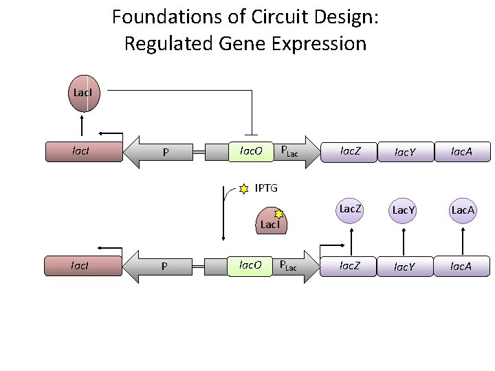 Foundations of Circuit Design: Regulated Gene Expression Lac. I lac. I P PLac lac.