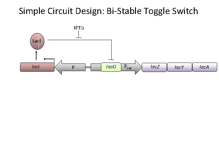 Simple Circuit Design: Bi-Stable Toggle Switch IPTG Lac. I lac. I P lac. O