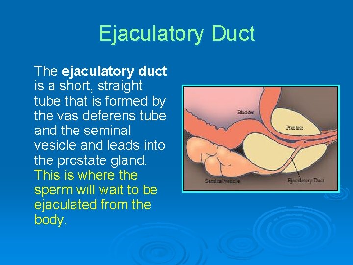 Ejaculatory Duct The ejaculatory duct is a short, straight tube that is formed by