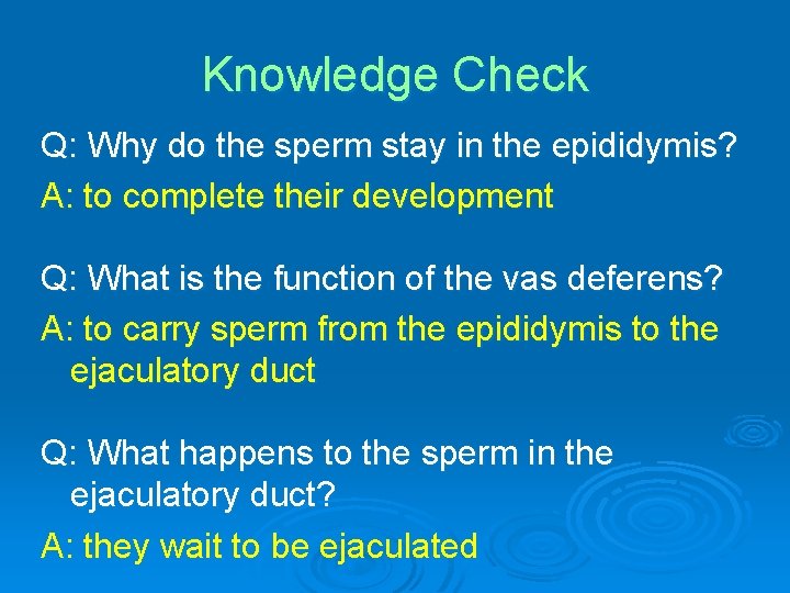 Knowledge Check Q: Why do the sperm stay in the epididymis? A: to complete