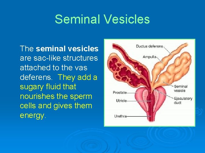 Seminal Vesicles The seminal vesicles are sac-like structures attached to the vas deferens. They