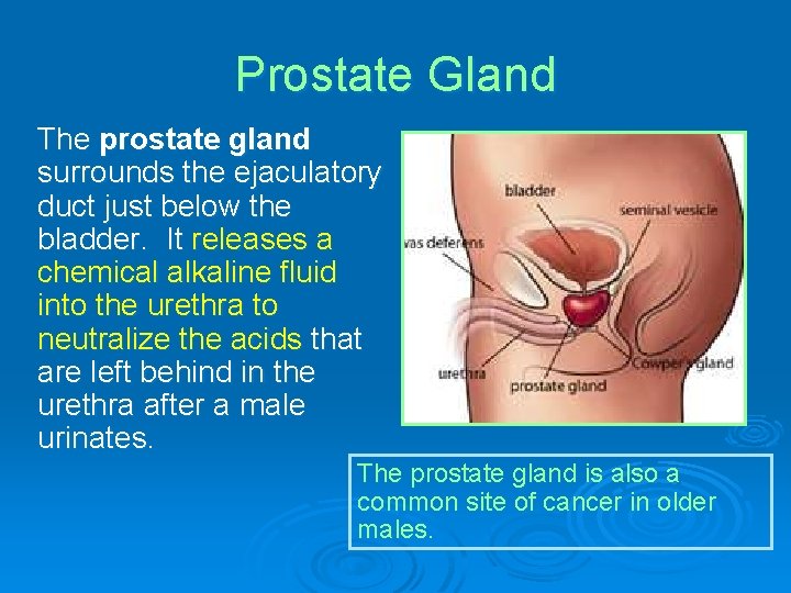 Prostate Gland The prostate gland surrounds the ejaculatory duct just below the bladder. It