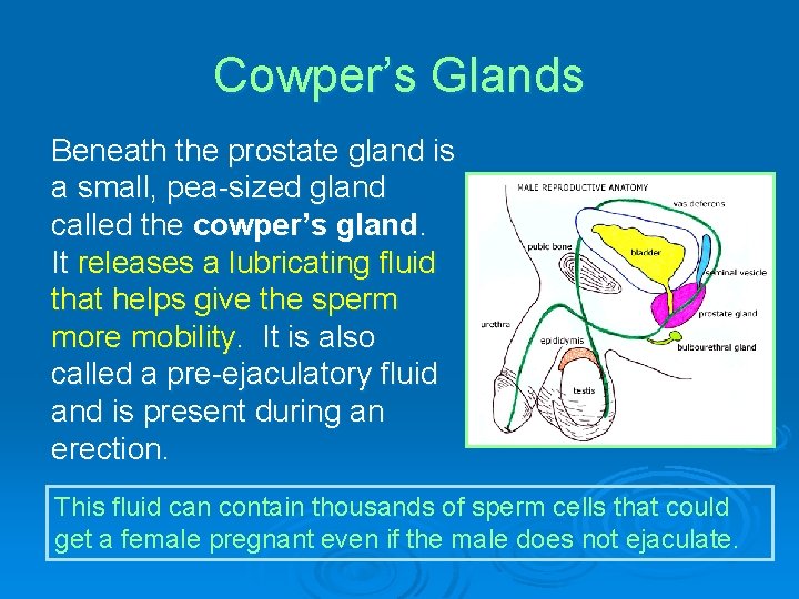 Cowper’s Glands Beneath the prostate gland is a small, pea-sized gland called the cowper’s