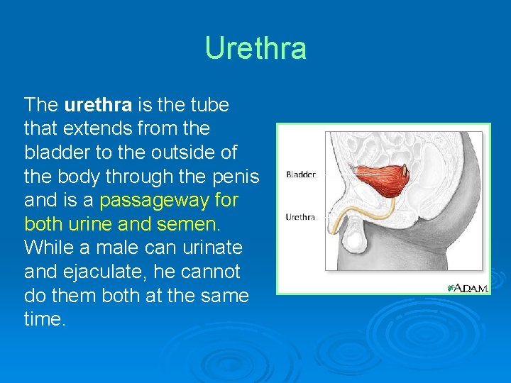 Urethra The urethra is the tube that extends from the bladder to the outside