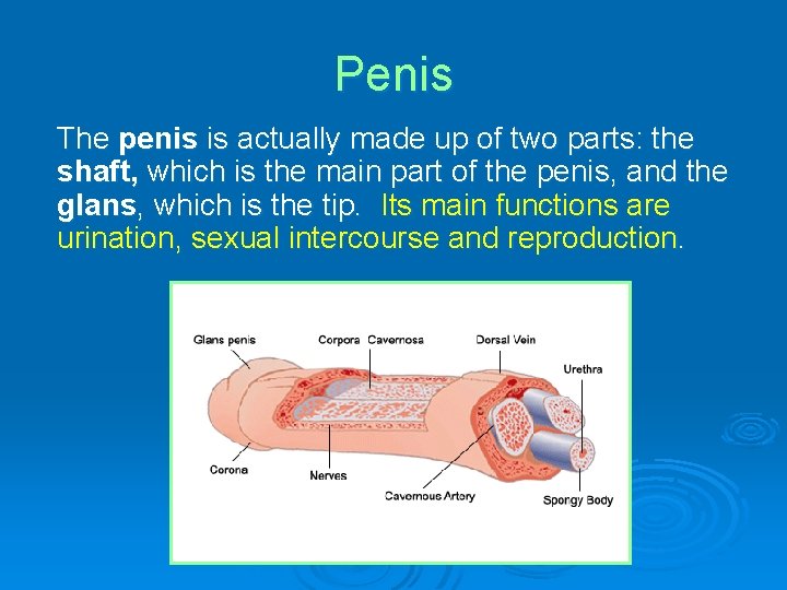 Penis The penis is actually made up of two parts: the shaft, which is