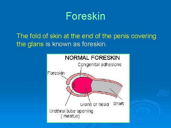 Foreskin The fold of skin at the end of the penis covering the glans