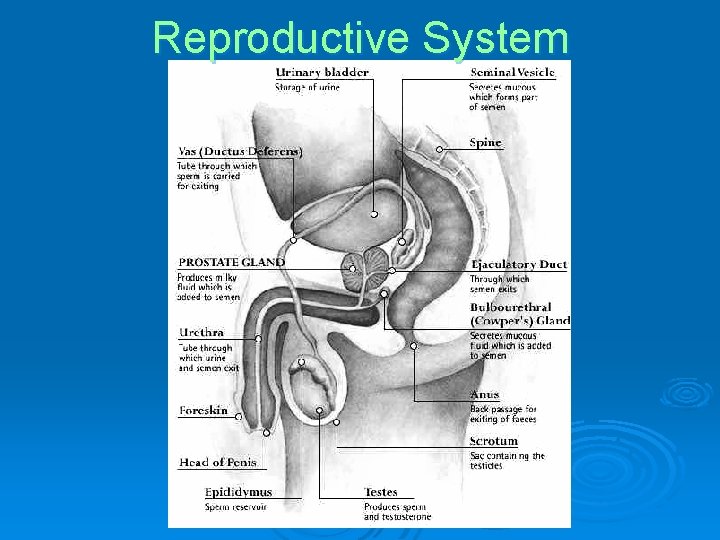 Reproductive System 